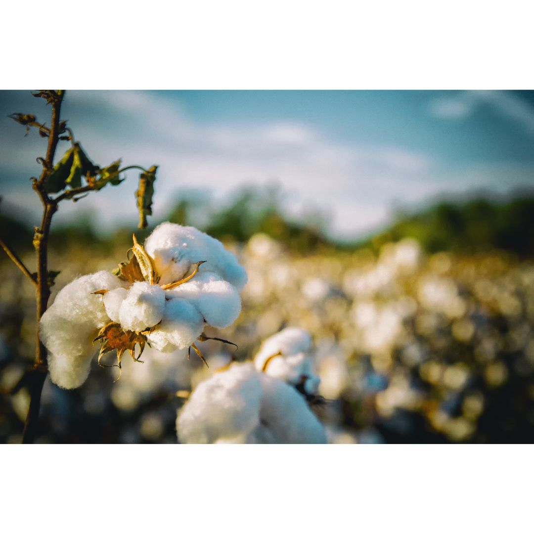 World's Finest Cotton